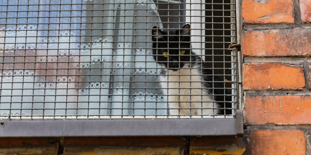 Eine Katze hinter einem Gitter an einem Fenster.