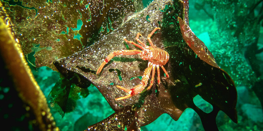 Hummer auf rostigem Blech in türkisem Wasser