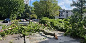Ein umgestürzter Baum auf einer Straße