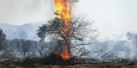 Baum vor Bergen steht in Flammen