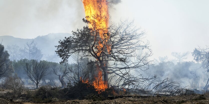 Baum vor Bergen steht in Flammen