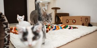 Viele Katzen in einem Katzenshekter