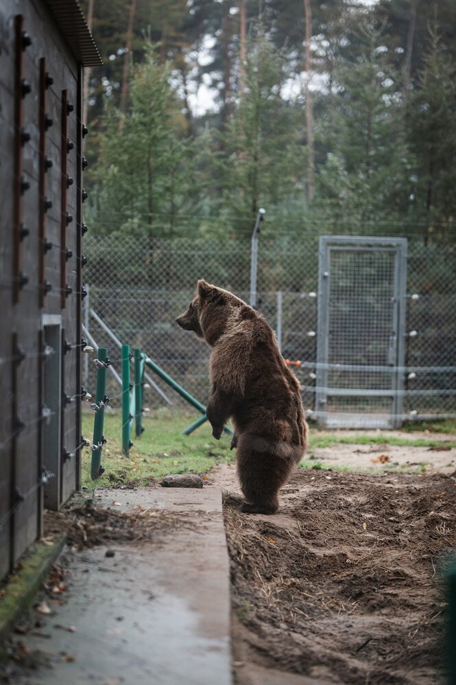 Ein Braunbär in einem Gehege