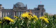 Biene auf der Wiese mit Löwenzahn vor dem Berliner Reichstag