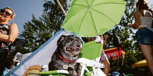 Ein Mops sitzt unter einem Sonnenschirm.