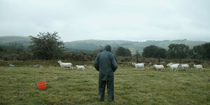 Der Schafhirte Wilf Davies steht mit dem Rücken zur Kamera auf einer Weise und blickt in Richtung Horizont. Vor ihm grasen Schafe. Er trägt eine Mütze und hat die Hände in den Jackentaschen.