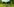 Heidekraut auf einer Moorwiese, im Hintergründ Laubbäume in sattem Grün