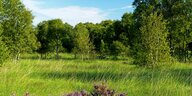 Heidekraut auf einer Moorwiese, im Hintergründ Laubbäume in sattem Grün