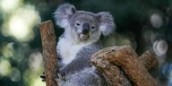 Koala, derauf einem Ast sitzt