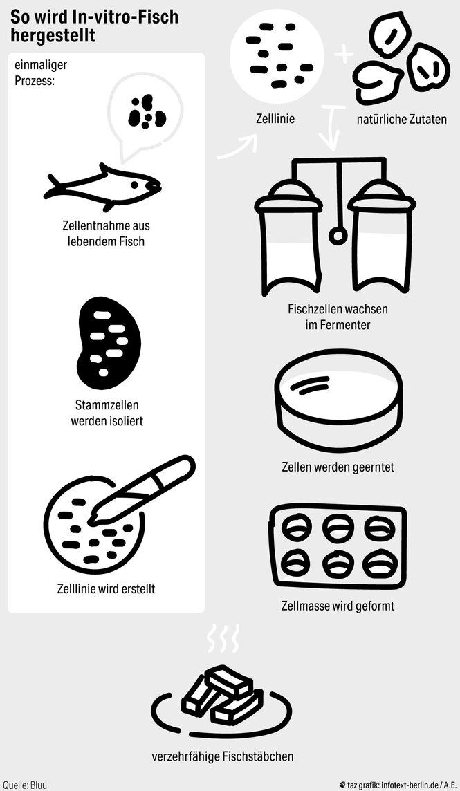 Eine Grafik wie In-vitro-Fisch hergestellt wird