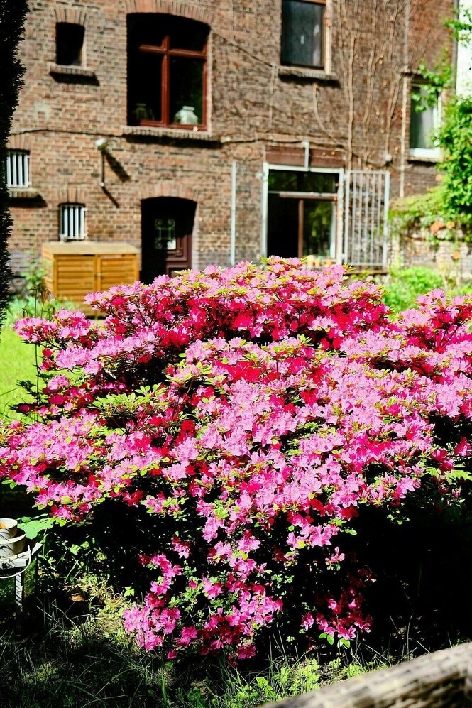 Rosa-blühende Hortensien vor einem Backsteinhaus