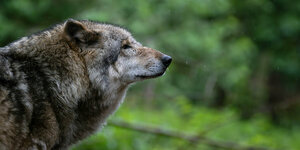 Ein Europäischer Grauwolf im Wald schaut skeptisch in die Gegend