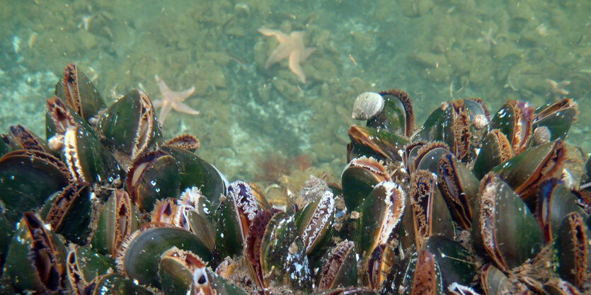 Schwarze, leicht geöffnete Muscheln in grünem Meerwasser auf sandigem Meeresgrund