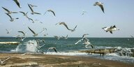 Seemöven fliegen über die Strandpromenade von Odessa
