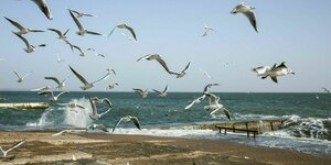 Seemöven fliegen über die Strandpromenade von Odessa