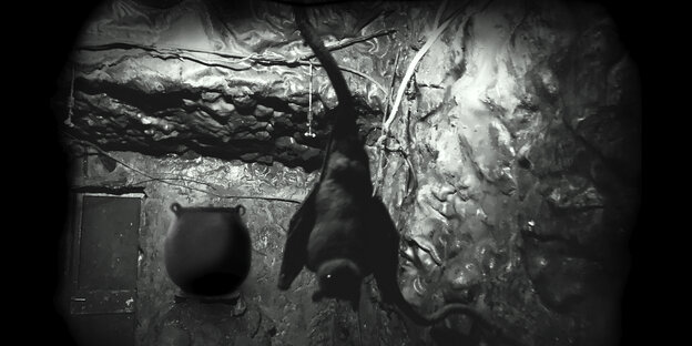 Blick auf eine in einer Höhle hängende Fledermaus