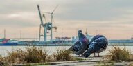 zwei Tauben putzen sich vor der Kulisse des Hamburger Hafens