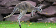 Ein Känguru springt über eine Wiese