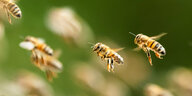 Bienen fliegen im Schwarm.