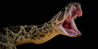 Aufgerissener Mund einer Schlange