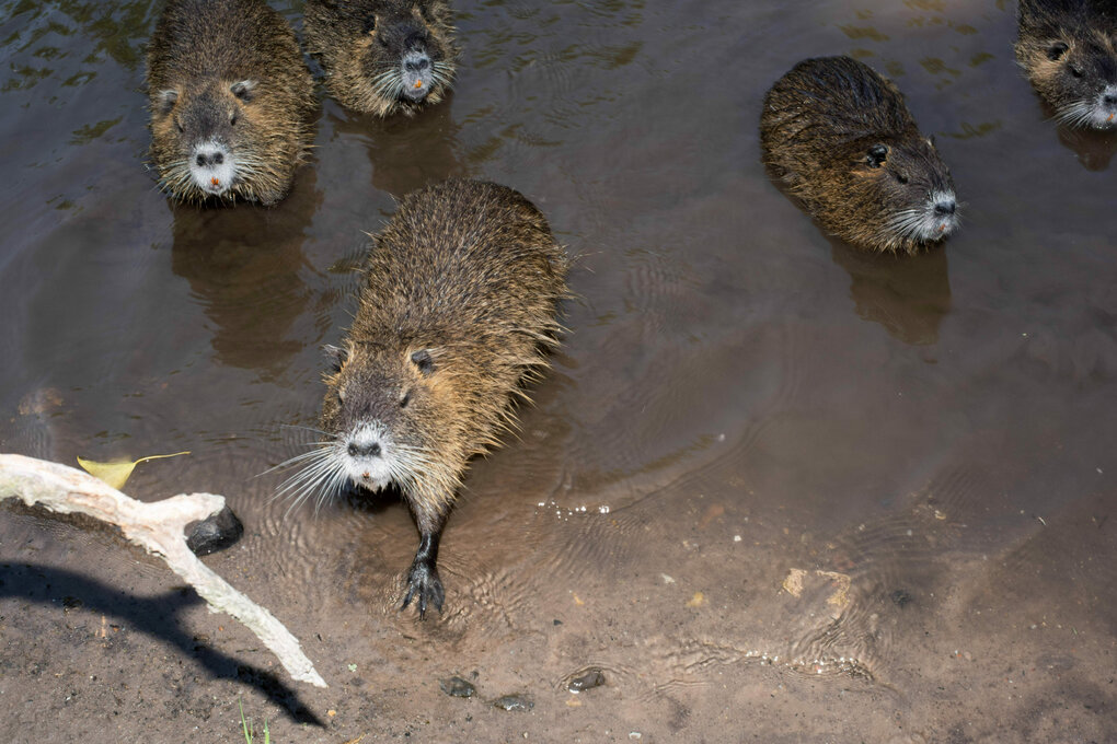 Nutria an einem Flussufer.