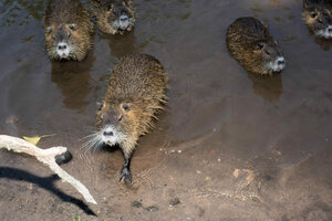 Nutria an einem Flussufer.