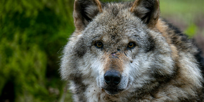 Europäischer Grauwolf in einem Gehege