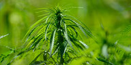 grüne Cannabispflanze