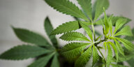 Eine Cannabispflanze vor hellgrauem Hintergrund
