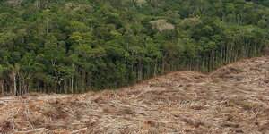abgeholzter Regenwald in Brasilien