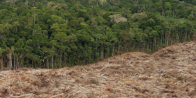 abgeholzter Regenwald in Brasilien