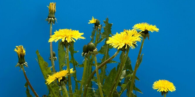 Löwenzahn vor blauem Hintergrund.