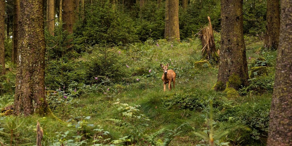 Ein Reh in einem Wald