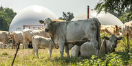 Kühe vor einer Biogasanlage.