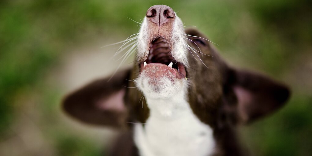 Ein jaulender Hund