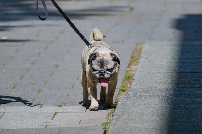 Mops an der Leine streckt die Zunge raus