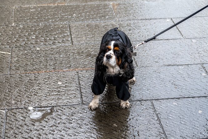 Hund mit Regenschutz an der Leine