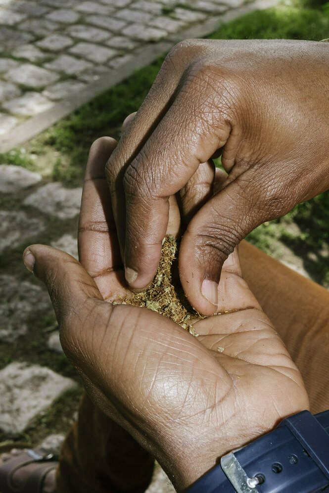 Zwei Hände, in denen Cannabis mit Tabak gemischt wird.