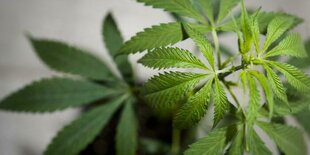 cannabisblätter breiten sich schirmartig aus