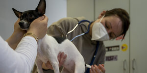 Eine Tierärztin untersucht einen Hund.