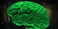 Modell eines menschlichen Gehirns.