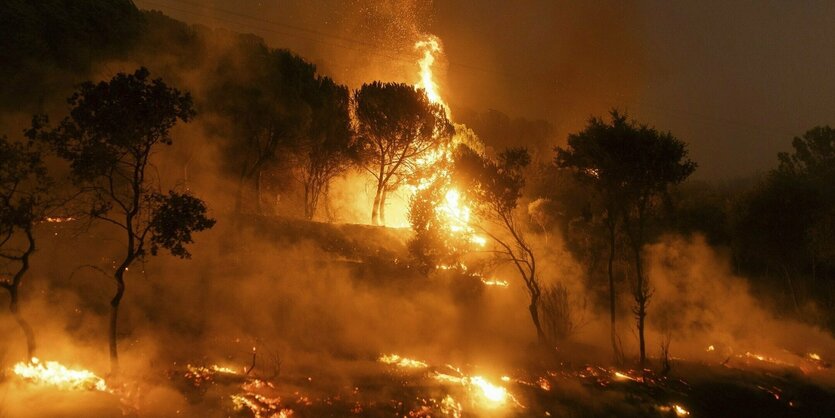 Bäume stehen in Flammen