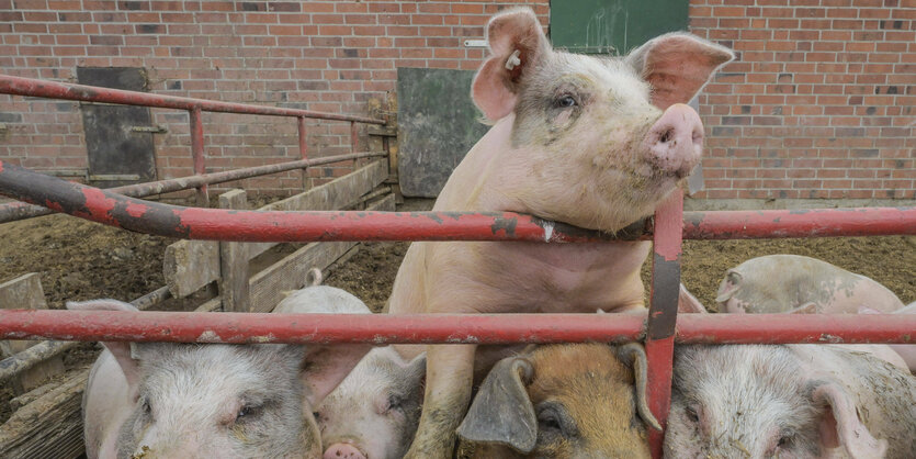 Schwein lehnt an Geländer