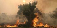 Ein brennender Baum, im Hintergrund diesiger Waldbrandhimmel