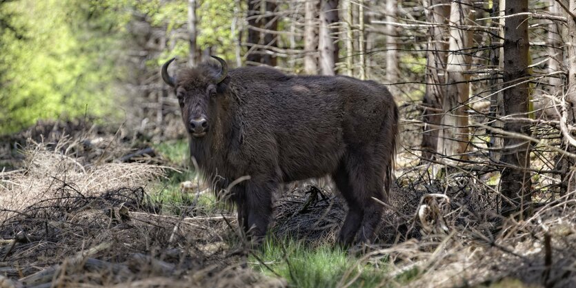 Wisent im Wald