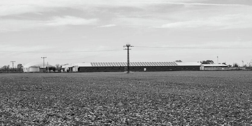 Ein großes Feld, dahinter sind Ställe zu sehen, in denen Schweine sind