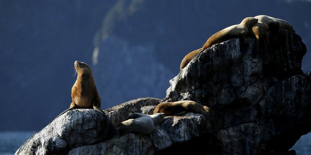 Seelöwen sitzen in der Sonne auf Steinen in Alaska.