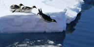 Kaiserpinguine springen vom Eis ins Wasser.