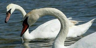 Zwei Schwäne schwimmen auf einem See