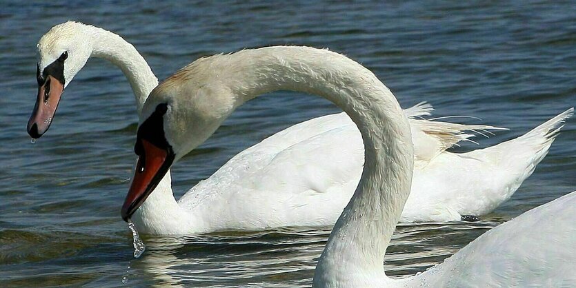 Zwei Schwäne schwimmen auf einem See